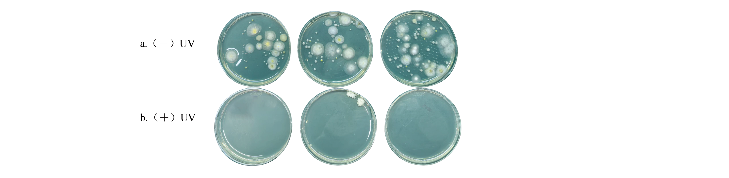 ISAIMS-口腔消毒器-A-Study-on-the-Performance-of-an-Oral-Disinfector-Based-on-UV-C-LED-Disinfection-Technology-5 ISAIMS-口腔消毒器-A-Study-on-the-Performance-of-an-Oral-Disinfector-Based-on-UV-C-LED-Disinfection-Technology-5