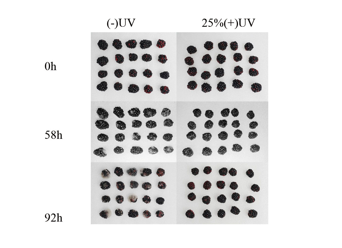ISAEB-蔬果保鲜-Study-on-the-Effect-of-Intermittent-UV-C-Irradiation-on-Fruit-Preservation-3