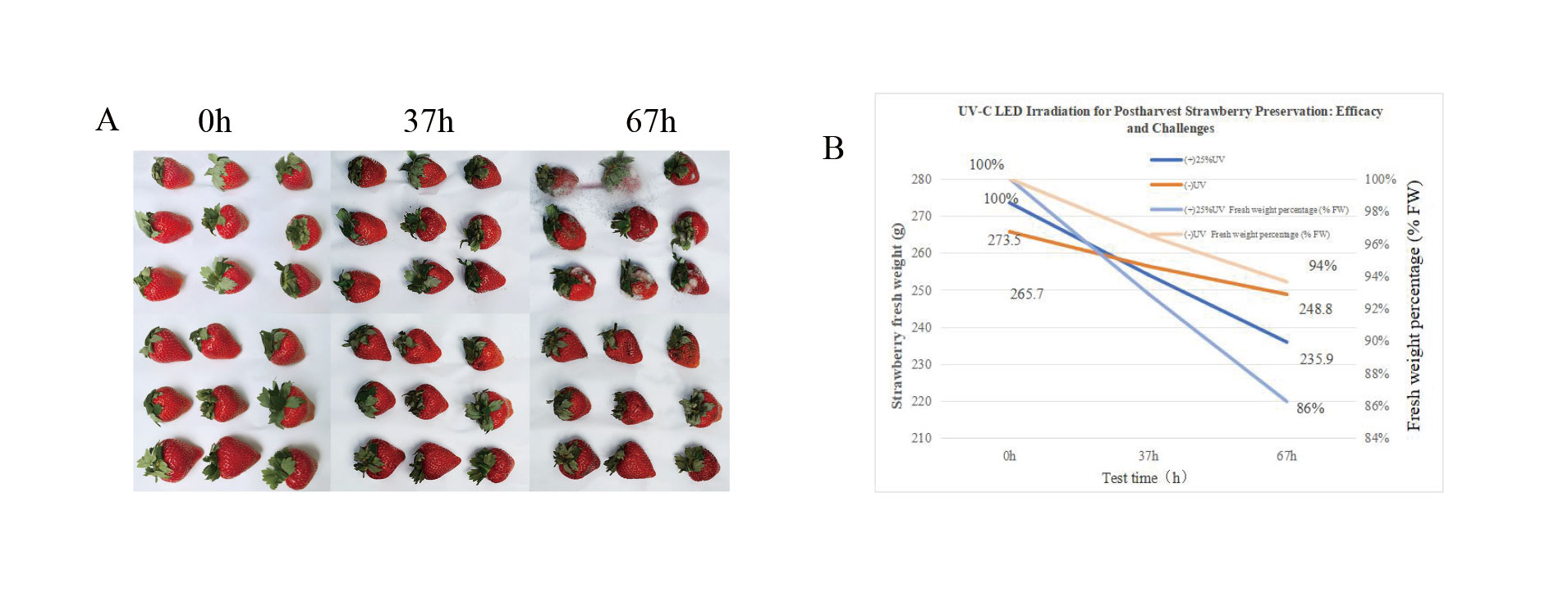 ISAEB-蔬果保鲜-Study-on-the-Effect-of-Intermittent-UV-C-Irradiation-on-Fruit-Preservation-4