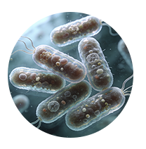 E. coli