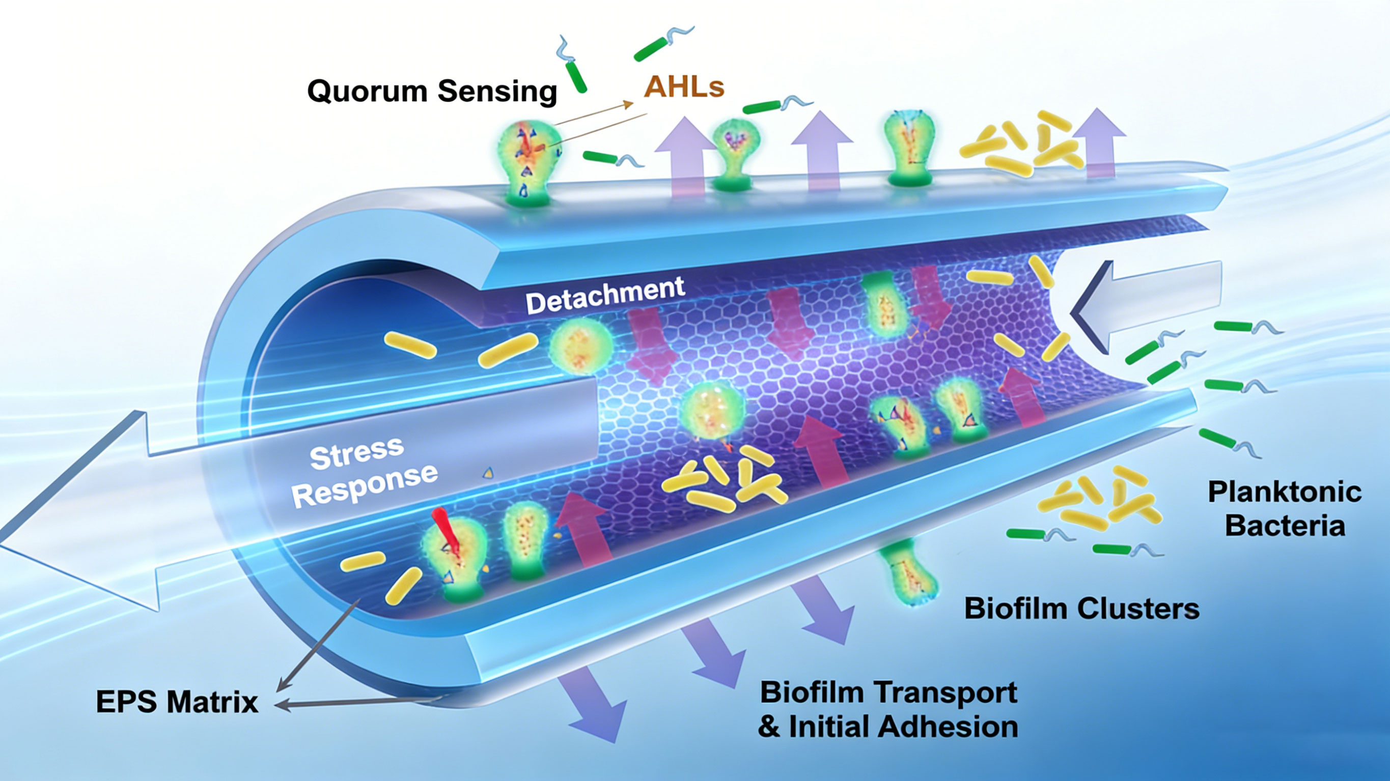 The Dynamic Lifecycle Process of Biofilms in Pipeline Environments