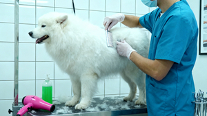 animal-hospital.jpg