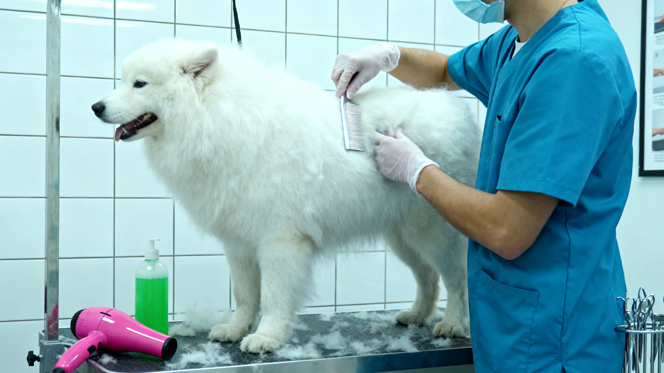 animal-hospital.jpg