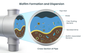 Biofilm-Formation-and-Dispersion.jpg