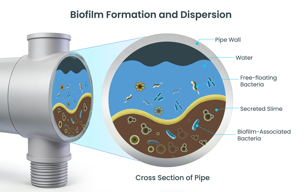 Biofilm-Formation-and-Dispersion.jpg