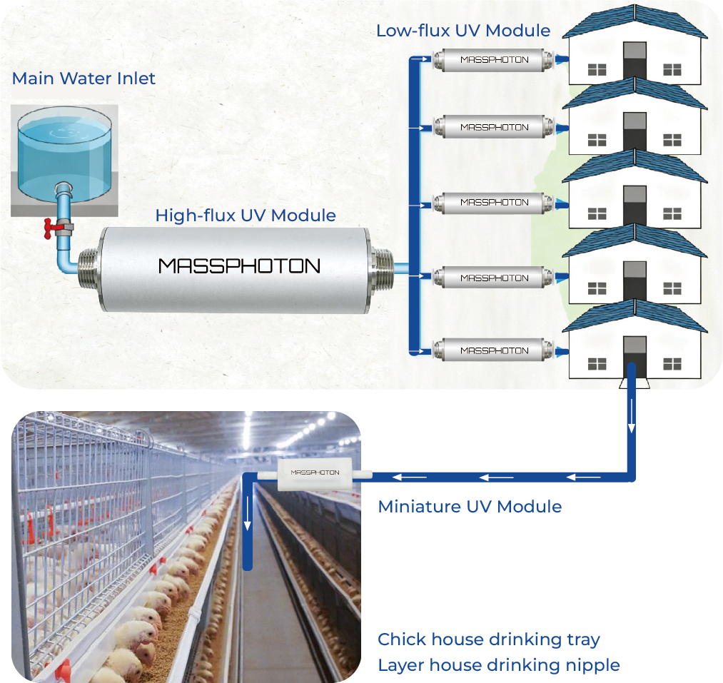 Poultry farming water disinfection system with UV technology for central water line