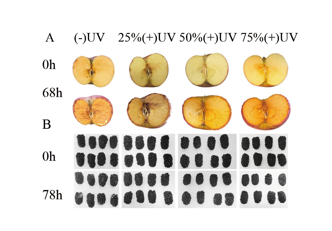 ISAEB-蔬果保鲜-Study-on-the-Effect-of-Intermittent-UV-C-Irradiation-on-Fruit-Preservation-2